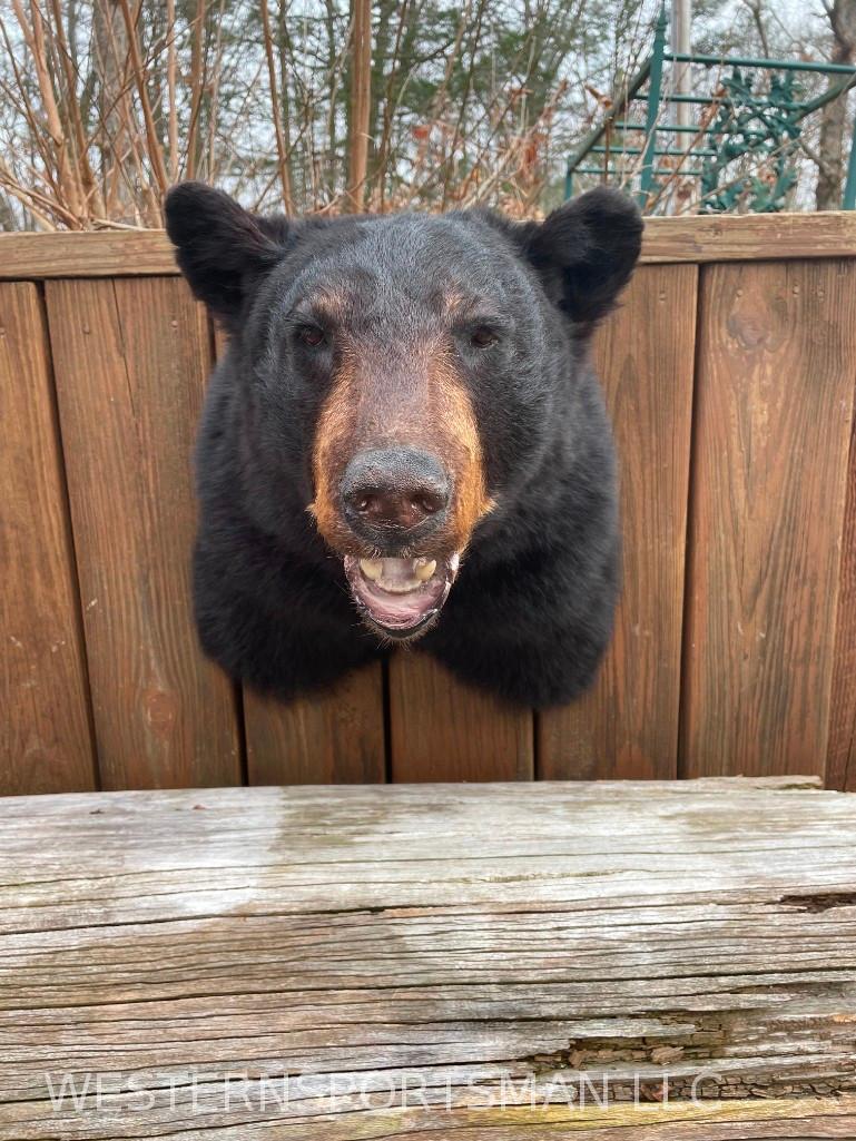 Beautiful Black Bear shoulder mount , like New Taxidermy, 20 inches out from the wall, and about 18 (1 of 4)