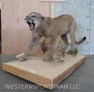 Lifesize Mountain Lion on Base  TAXIDERMY