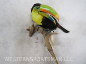 Toucan Bird  TAXIDERMY