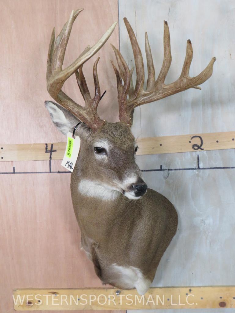XL NON TYPICAL WHITETAIL SH MT  TAXIDERMY (1 of 7)