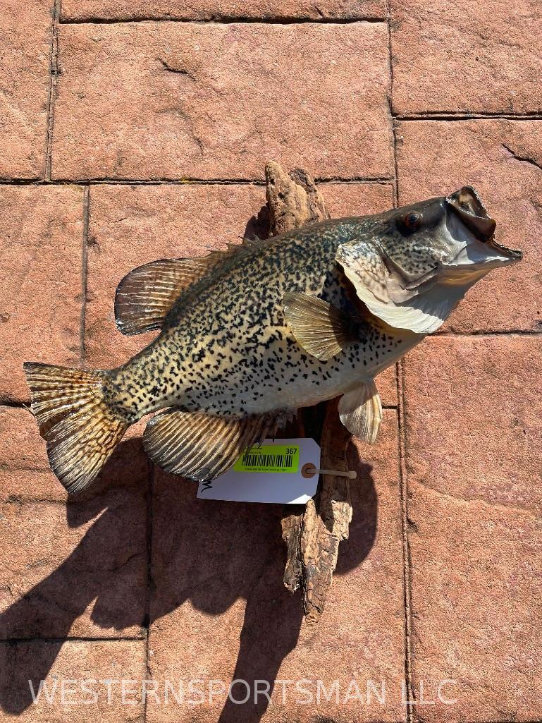 Beautiful Taxidermy - " REAL " Skin Crappie or White Perch 16 inches long Trophy size (1 of 3)