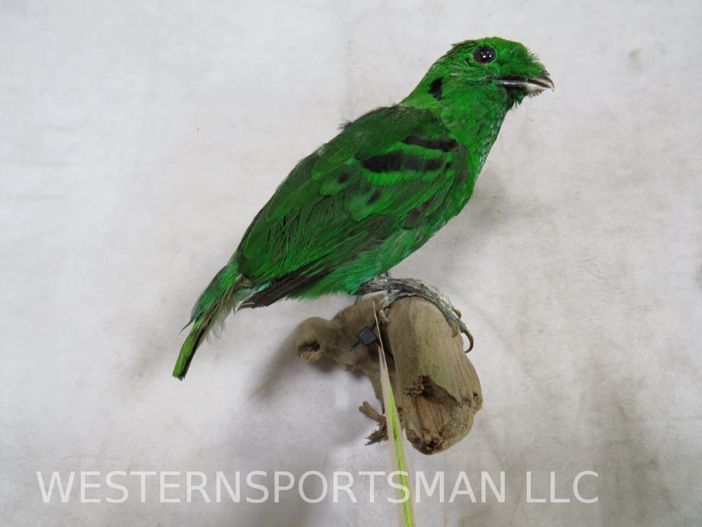 Exotic Bird TAXIDERMY: TAXIDERMY
