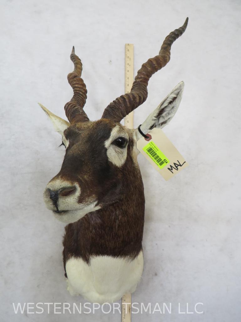 Blackbuck Sh Mt  TAXIDERMY (1 of 3)
