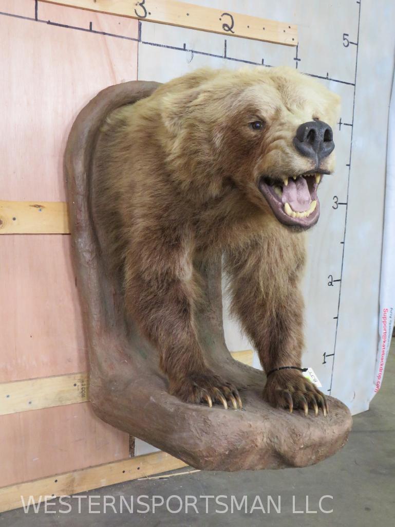 1/2 BODY BROWN BEAR  TAXIDERMY (1 of 5)