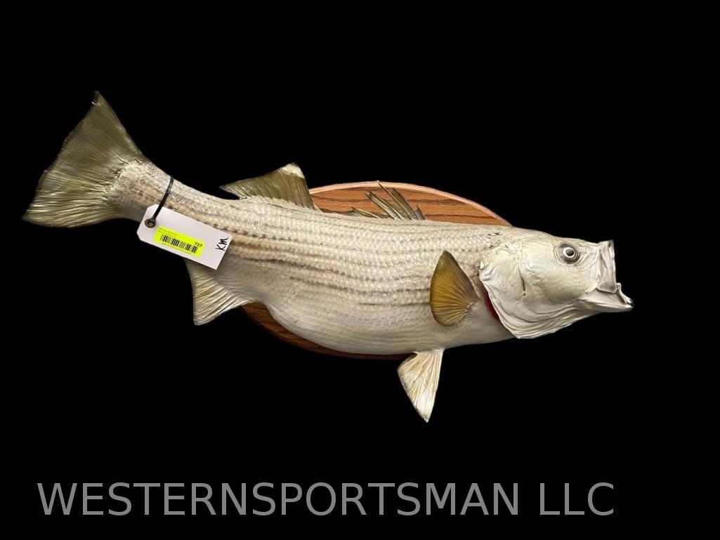 Huge Stripper Bass - REAL - skin Fish Taxidermy mount 35 inches long x 11 inches wide (1 of 4)