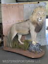 BEAUTIFUL LION ON BASE *TX RES ONLY*  TAXIDERMY