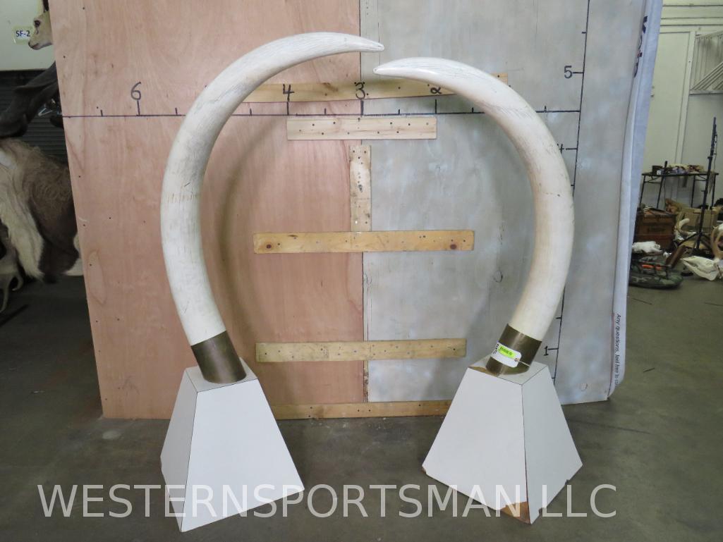 *RARE* EXCELLENT SET OF IVORY ELEPHANT TUSKS *TX RESIDENTS ONLY* TAXIDERMY: Tusk #1 45lbs & 65" long with a circumference 16" at the baseTusk #2 46lbs & 62" long with a circumference 16" at the base