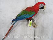 Scarlet Macaw Bird  TAXIDERMY