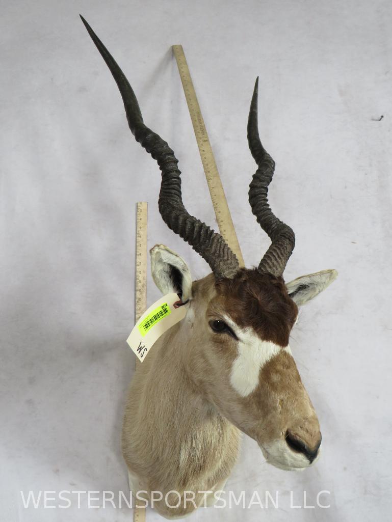 Addax Sh Mt *TX RESIDENTS ONLY*  TAXIDERMY (1 of 3)
