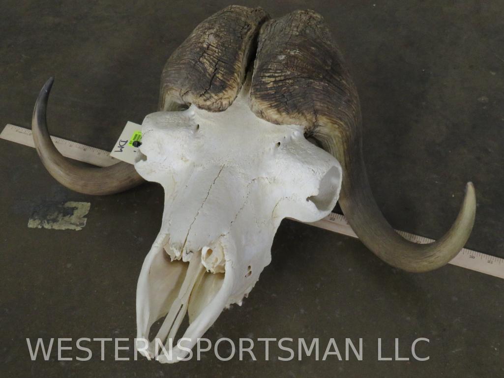 Musk Ox Skull (1 of 4)