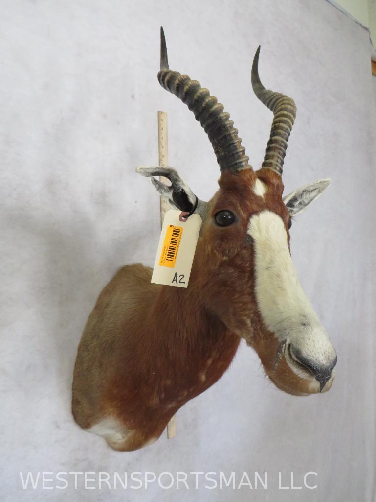 Blesbok Sh Mt  TAXIDERMY (1 of 2)