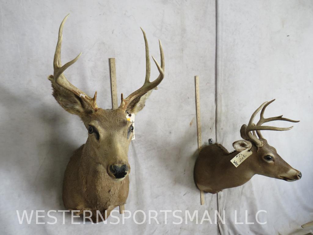 2 Whitetail Sh Mts (2x$)  TAXIDERMY (1 of 6)