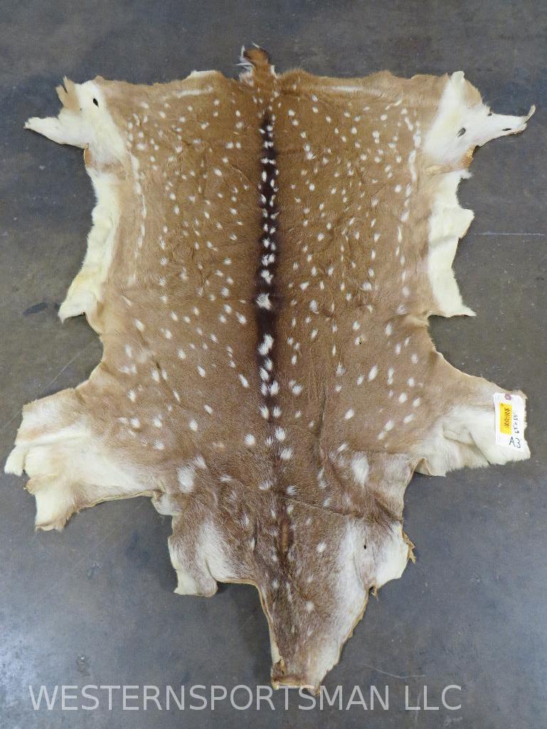 Axis Deer Hide 63"x54"  TAXIDERMY (1 of 4)