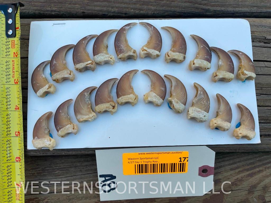 Complete Set of 20 Blond Black Bear CLAWS, all from Same bear 10 front Claws & 10 rear claws Great f (1 of 4)