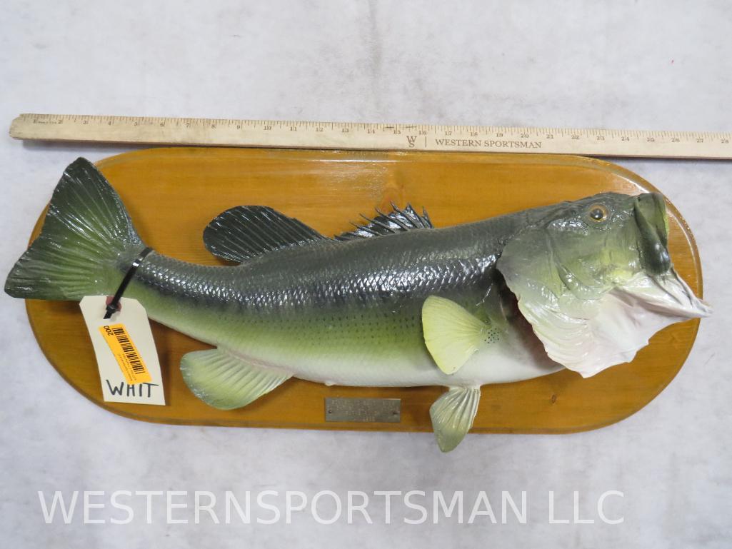 Large Mouth Bass Fish Mt on Plaque  TAXIDERMY (1 of 3)