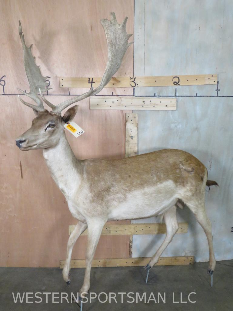 Lifesize Axis Deer *No Base*  TAXIDERMY (1 of 4)