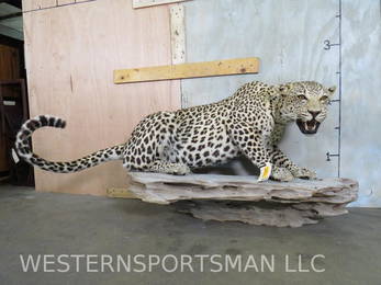 Amazing Lifesize African Leopard on Base (TX RESIDENTS ONLY) TAXIDERMY