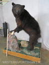 Lifesize Black Bear on Base  TAXIDERMY