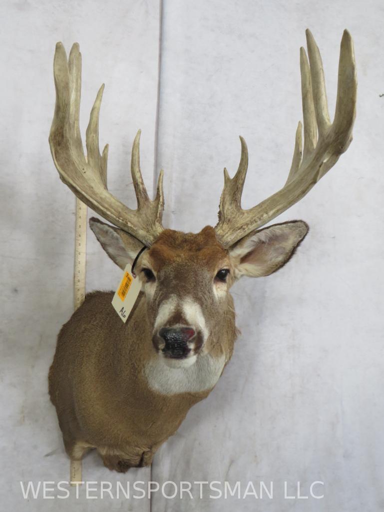 XL Really Nice Whitetail Sh Mt  TAXIDERMY (1 of 5)