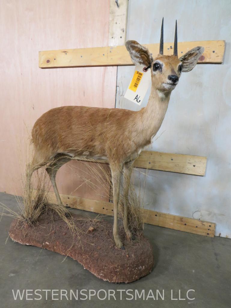 Lifesize Steenbok on Base  TAXIDERMY (1 of 4)