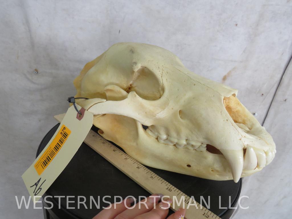 Brown Bear Skull  TAXIDERMY (1 of 8)