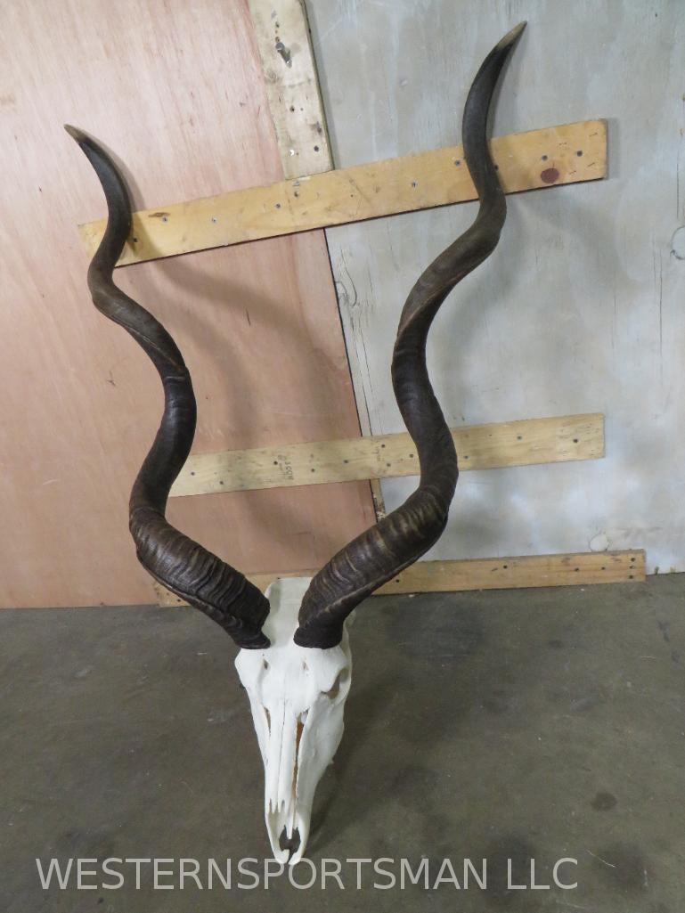 Kudu Skull  TAXIDERMY (1 of 4)