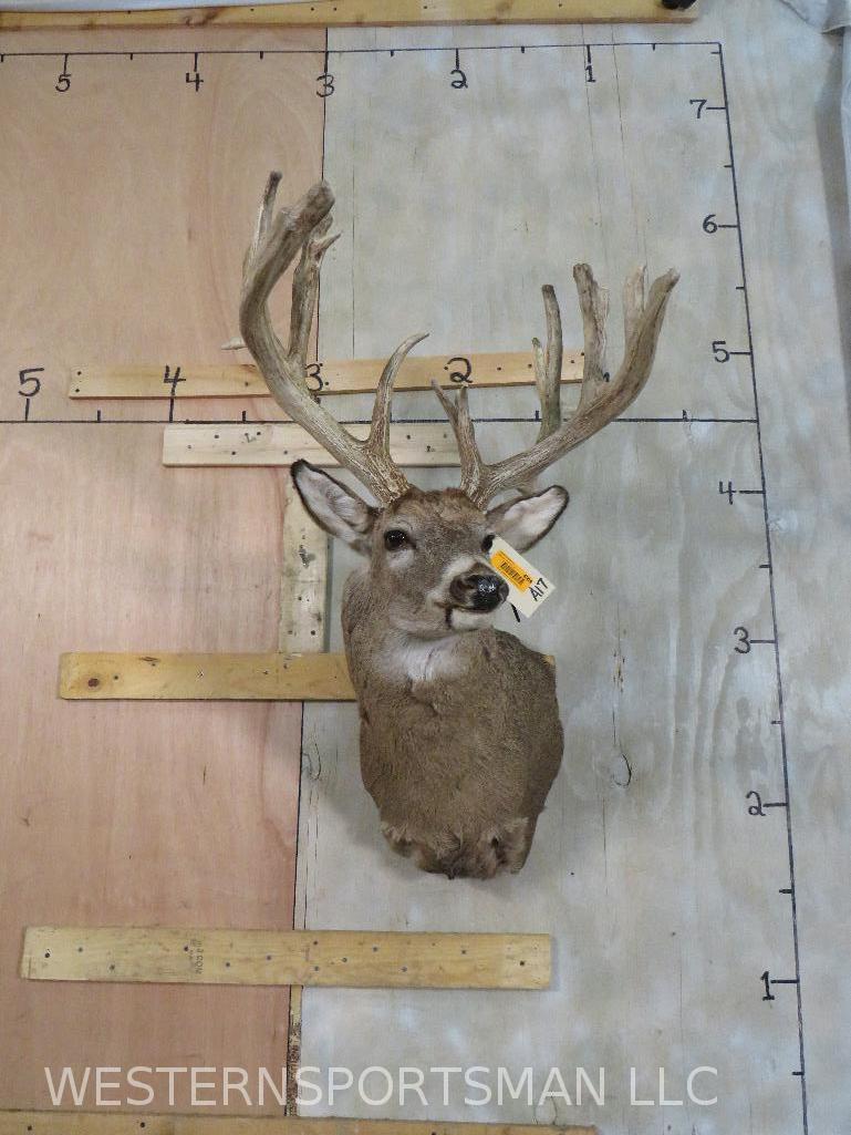XL WHITETAIL SH MT W/THICK TYNES  TAXIDERMY (1 of 13)