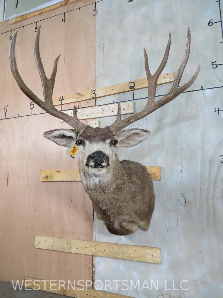 Wide Mule Deer Sh Mt  TAXIDERMY (1 of 9)