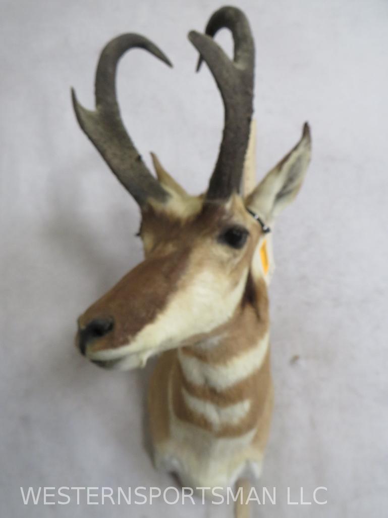 PRONGHORN SH MT  TAXIDERMY (1 of 4)