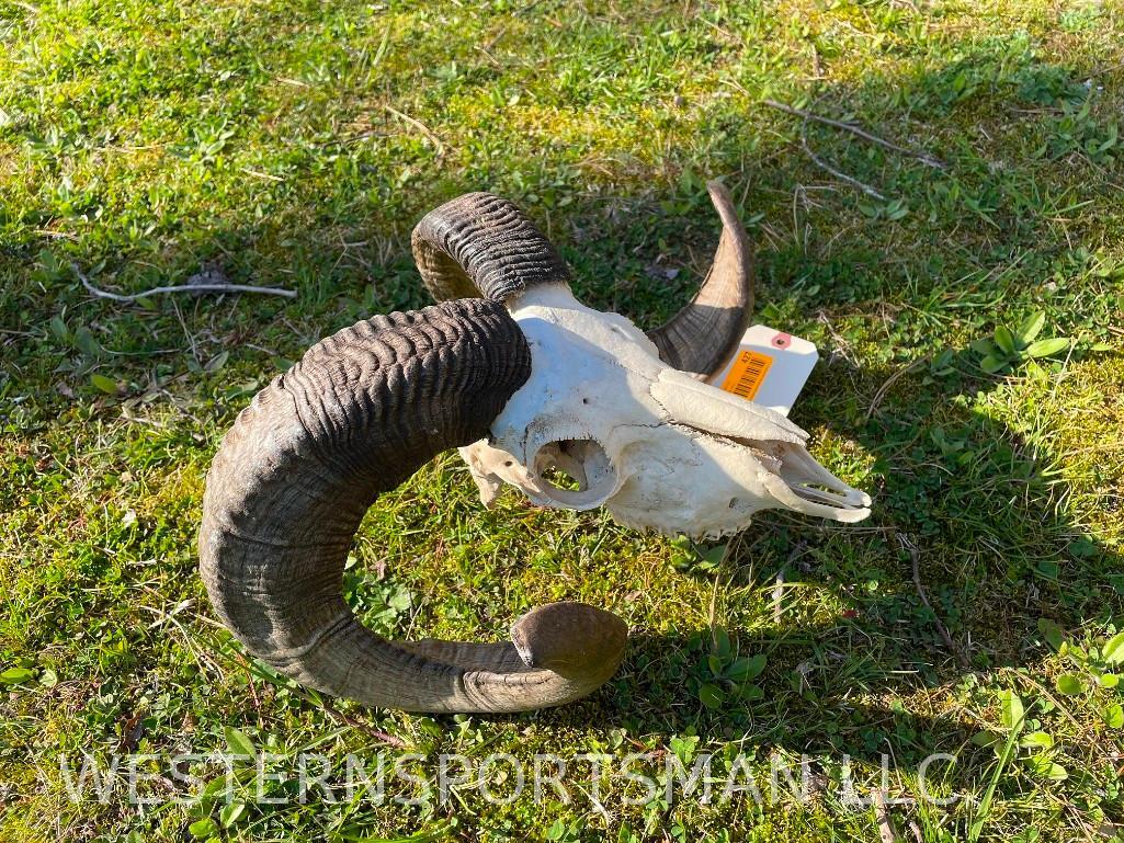 Beautiful Black Hawaiian Ram/Sheep Skull-Big horns 26 inches long & 15 inch spread Great Western/Log (1 of 5)