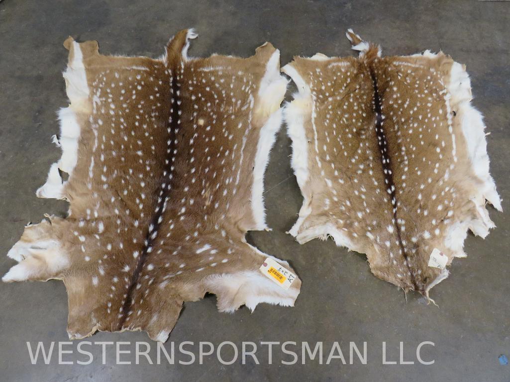 2 Really Nice Axis Deer Hides (2x$)  TAXIDERMY (1 of 7)