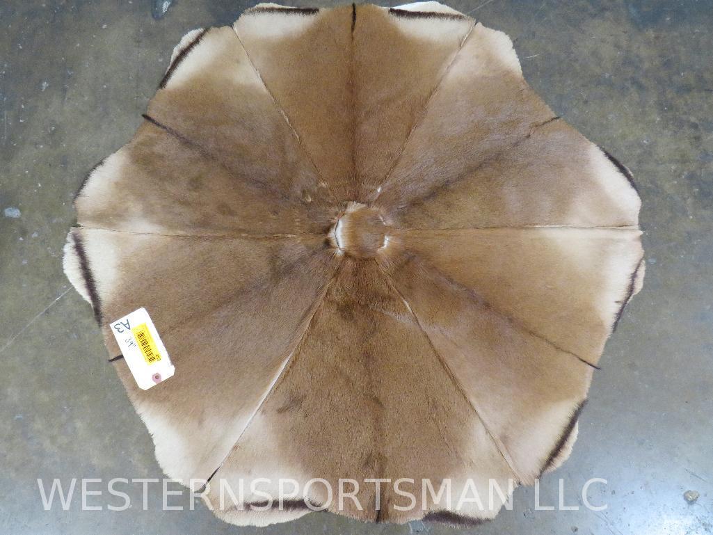 Springbok Hide Patch Rug 39"D  TAXIDERMY (1 of 4)