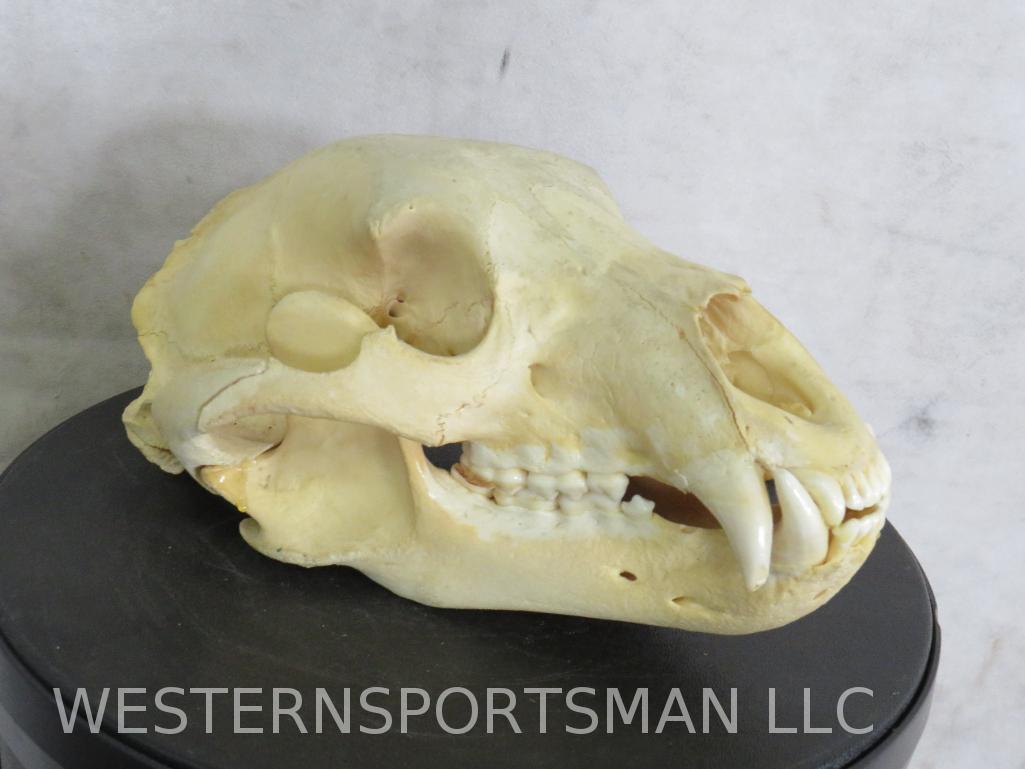 Black Bear Skull  TAXIDERMY (1 of 6)