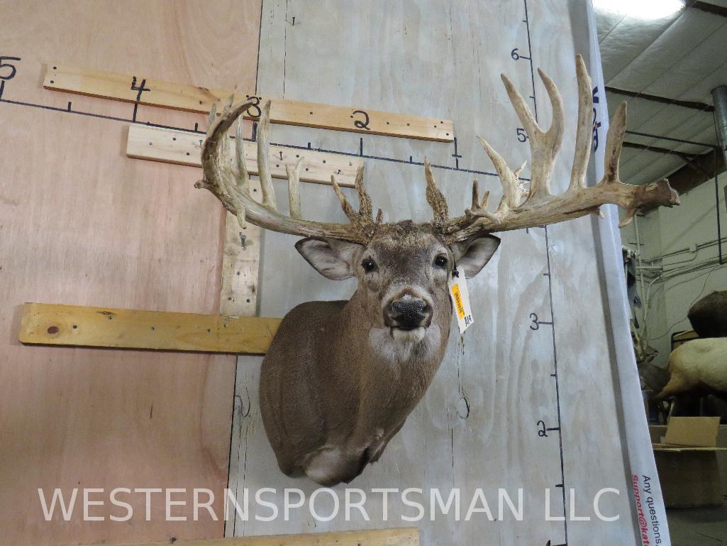 XL Uncommon Whitetail Sh Mt w/Lots of Points  TAXIDERMY (1 of 11)