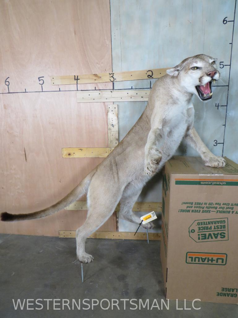 Lifesize Mountain Lion *No Base*  TAXIDERMY (1 of 3)