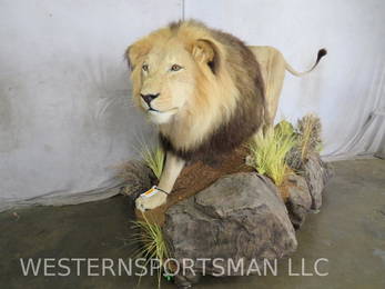 Amazing Lifesize African Lion on Base (TX RESIDENTS ONLY) TAXIDERMY