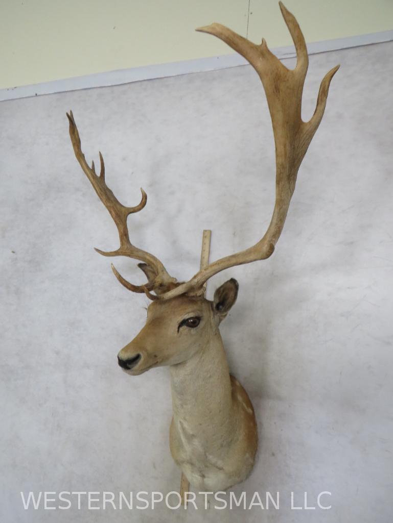 FALLOW DEER SH MT  TAXIDERMY (1 of 4)