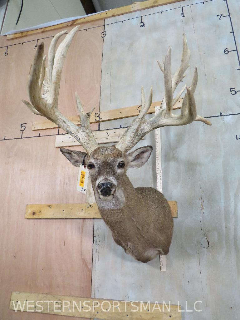 XL WHITETAIL SH MT W/LOTS OF POINTS  TAXIDERMY (1 of 9)