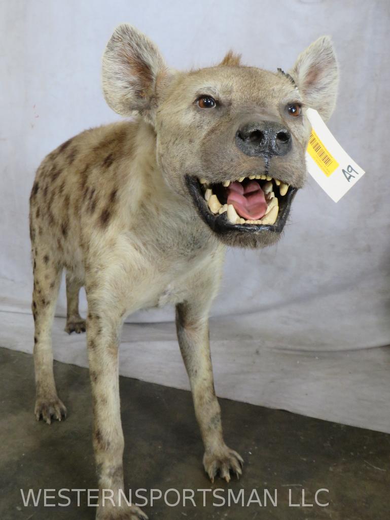 Lifesize Hyena *no base*  TAXIDERMY (1 of 5)