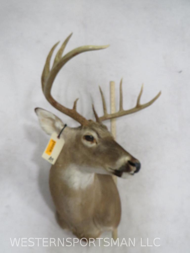 Wide Spread 10 Pt Whitetail Sh Mt  TAXIDERMY (1 of 4)