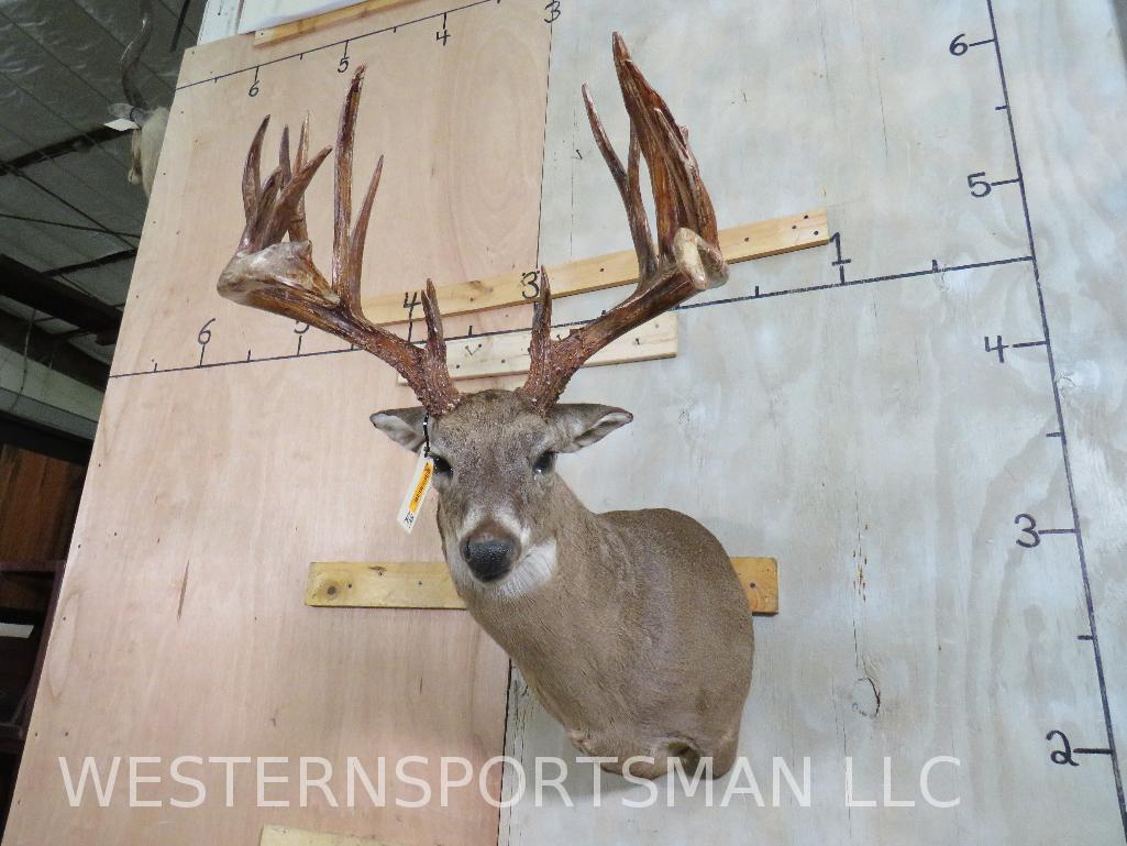 High Basket Whitetail Sh Mt w/Dark Antlers  TAXIDERMY (1 of 12)