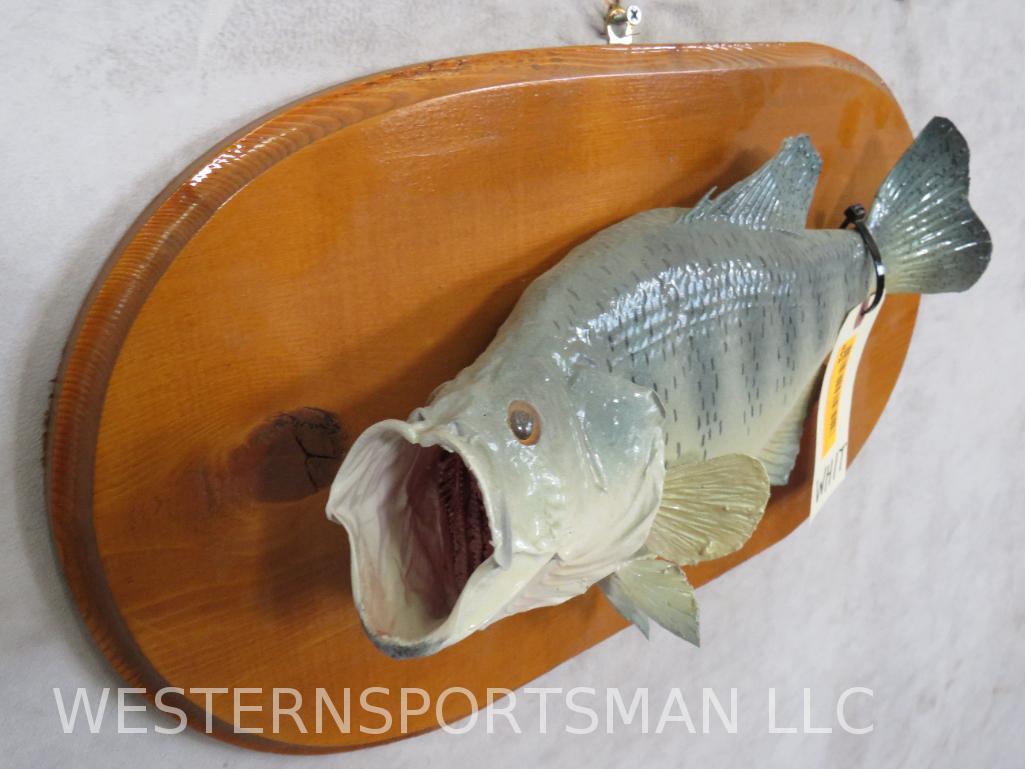 Bass Fish Mt on Plaque  TAXIDERMY (1 of 1)