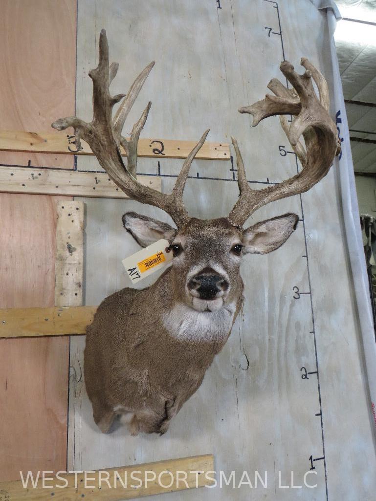 XL WHITETAIL SH MT  TAXIDERMY (1 of 10)