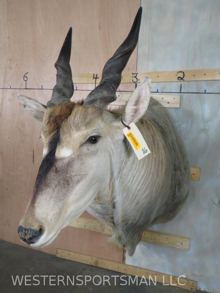 Eland Sh Mt  TAXIDERMY (1 of 4)