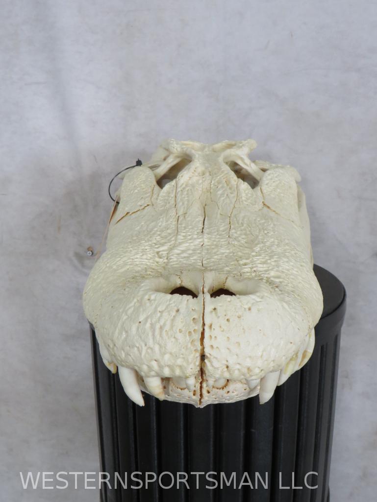 Alligator Skull  TAXIDERMY (1 of 5)