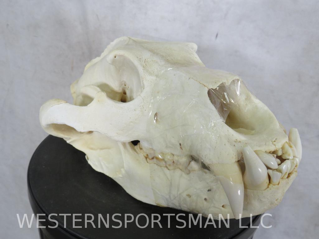 Lion Skull *TX RESIDENTS ONLY*  TAXIDERMY (1 of 6)