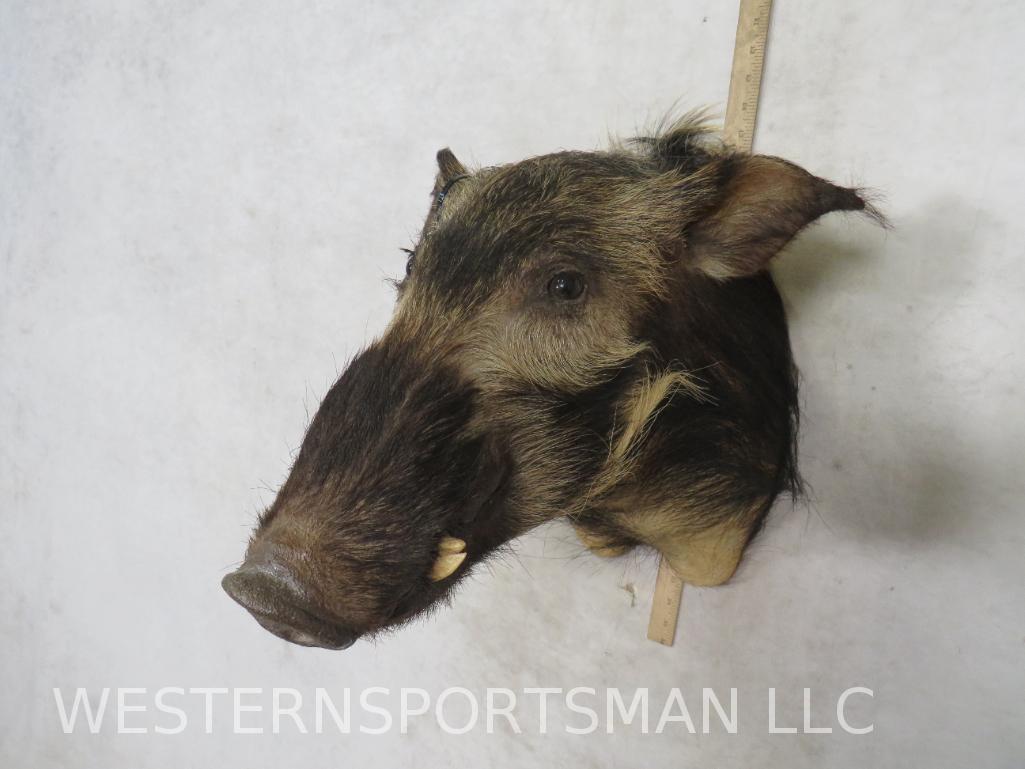 BUSH PIG Sh Mt TAXIDERMY: TAXIDERMY
