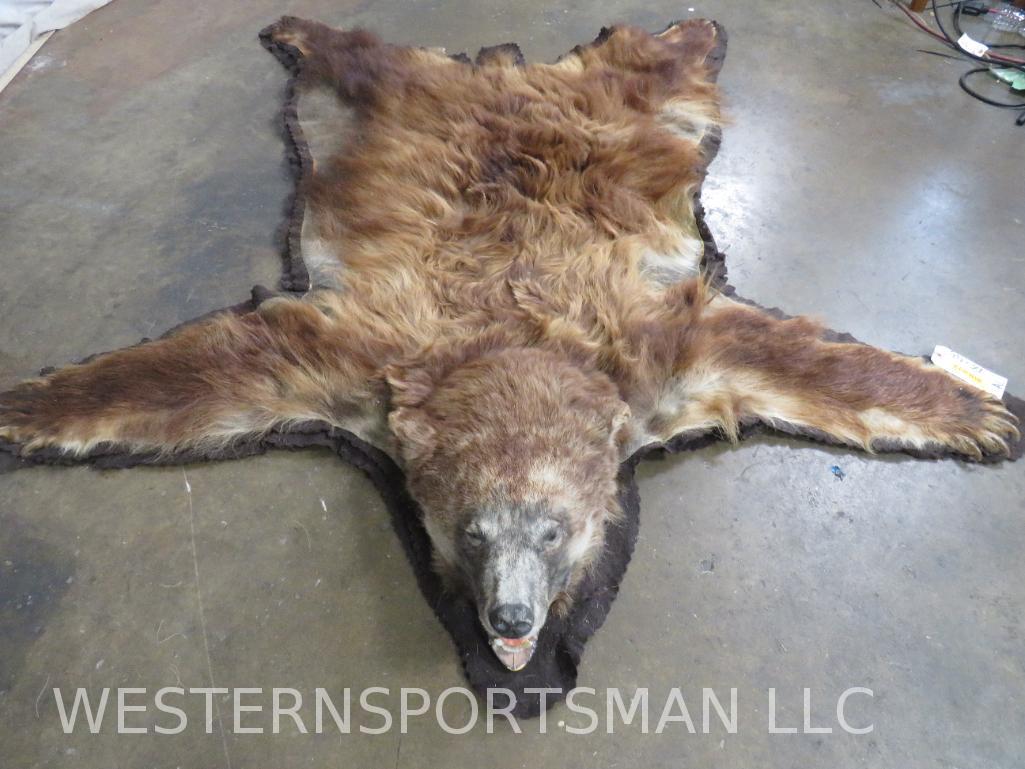 78"x66" Felted Cinnamon Phase Black Bear Rug  TAXIDERMY (1 of 6)