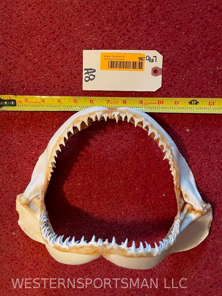 Set of Big Shark Jaws, 12 1/2 inches wide, & 8 1/2 inches tall- TEETH - Great Taxidermy Nautical Dec: Set of Big Shark Jaws, 12 1/2 inches wide, & 8 1/2 inches tall- TEETH - Great Taxidermy Nautical Decor