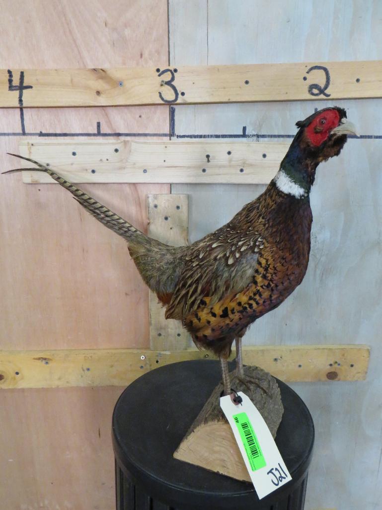 Pheasant on Base TAXIDERMY: TAXIDERMY